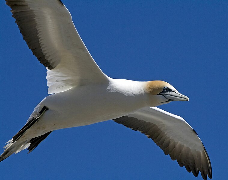 File:Australian Gannet 3.jpg