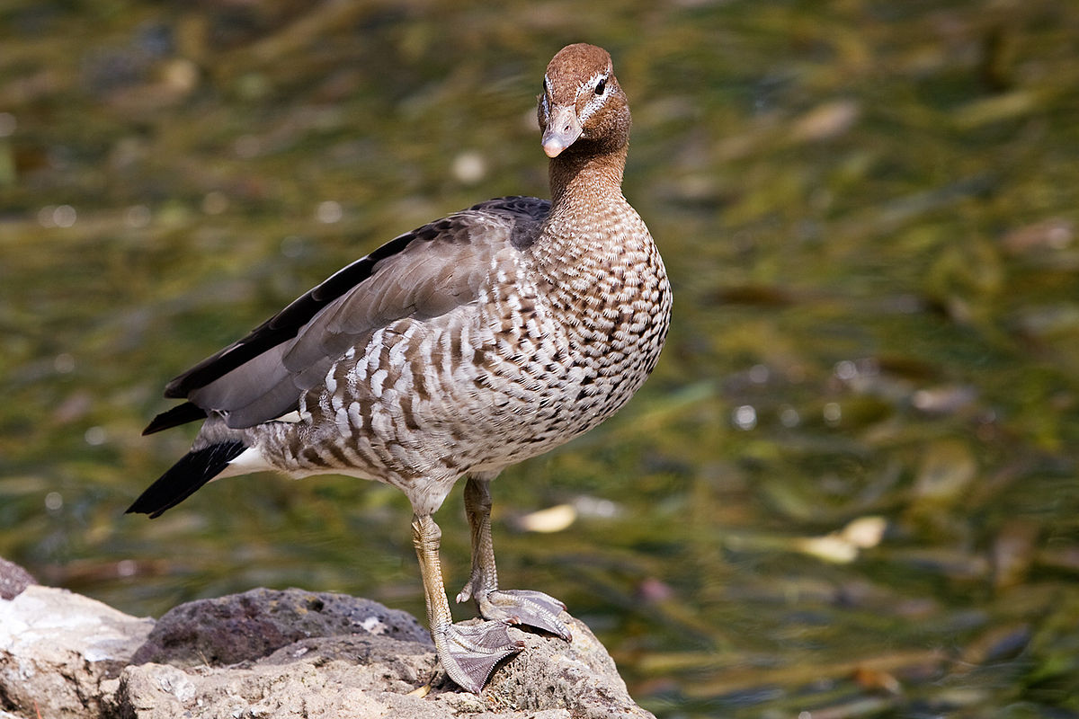 File:Australian wood duck - female.jpg - Commons