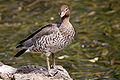 Australian wood duck - female.jpg