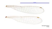 Austroagrion pindrina female wings (34664607732).jpg