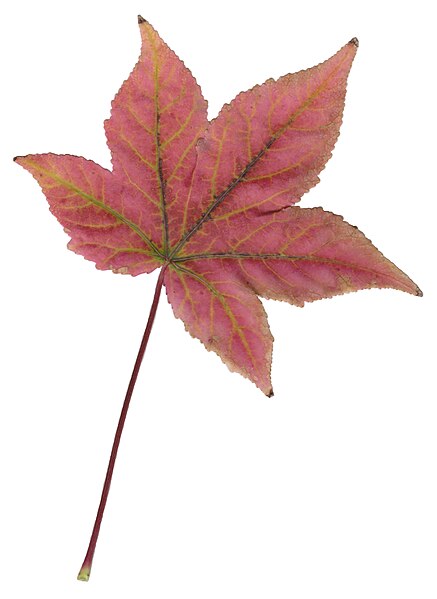 File:Autumn Sweet Gum Leaf.jpg