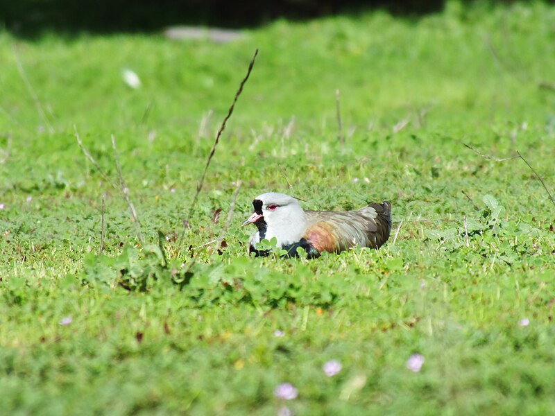 File:Avefría tero en Chillán, Chile 04.jpg