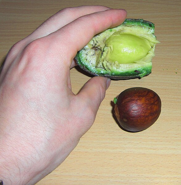 File:Avocado-Hass-Kern.jpg