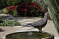 Backyard Bird (49813854668).jpg