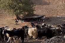 Bakhtiari nomad camp in the Zagros Mountains Bakhtiari nomad camp.jpg