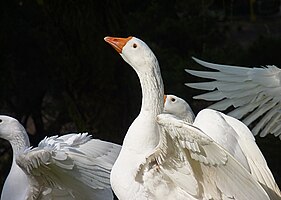 Ballet of geese