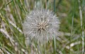 2014-07-09 13:47 A dandelion-like plant in the sanddunes at Bamburgh.