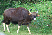 Indian Gaur - Bison
