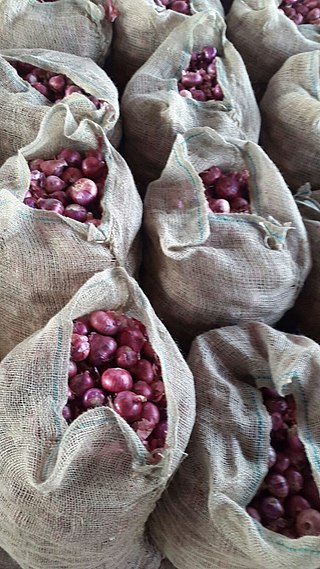 <span class="mw-page-title-main">Bangalore rose onion</span> Indian onion variety