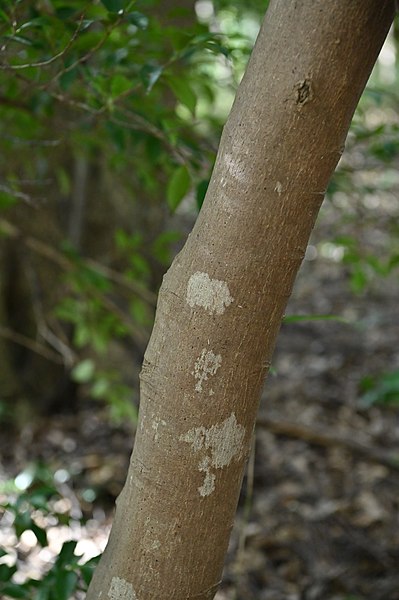 File:Bark of Eurya japonica 01.jpg