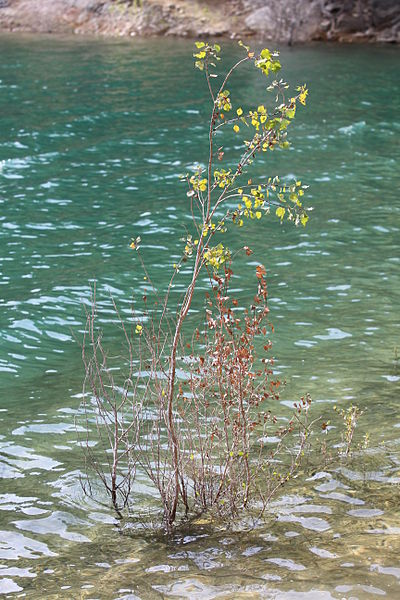 File:Barrage de Bimont 20130921 08.jpg