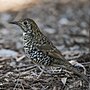 Thumbnail for File:Bassian thrush.jpg