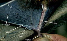 A picture illustrating the location of the calcar on a bat. Bat calcar.jpg