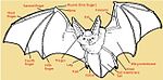 עטלף ואיבריו: כנפי העטלף הם קרום דק וחזק המחובר לידיו, אצבעותיו וגופו של העטלף, ולעיתים אף לרגליו