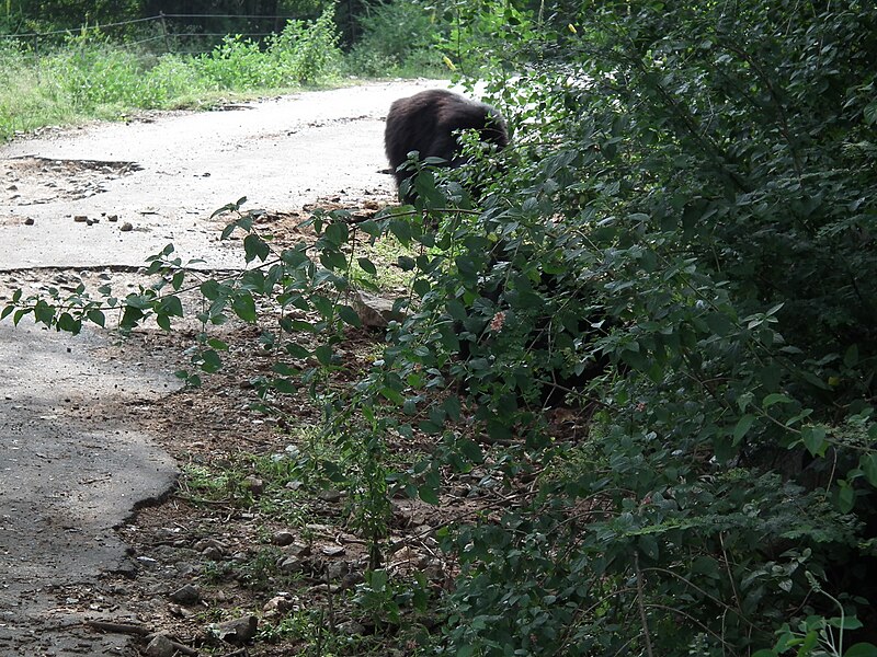 File:Bear - Melursus ursinus at Bannerghatta National Park 8454.JPG