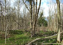 An area of coppice regrowth in Cocker Wood, the easternmost of the compartments Bedford Purlieus - geograph.org.uk - 1228194.jpg