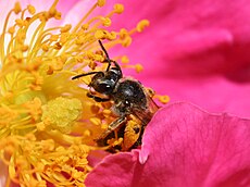Bee pollinating a rose.jpg