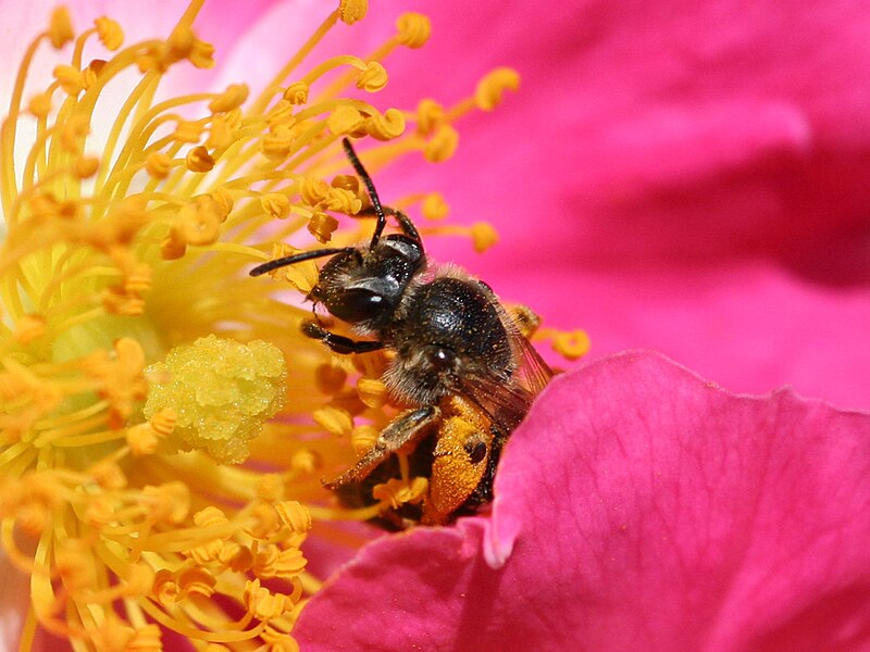 File:Bee pollinating a rose.jpg