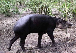 Центральноамериканський тапір або тапір Бейрда,(Tapirus bairdi)