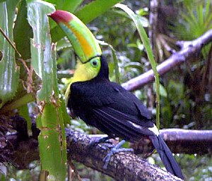 বেলিজ চিড়িয়াখানা Toucan.jpg