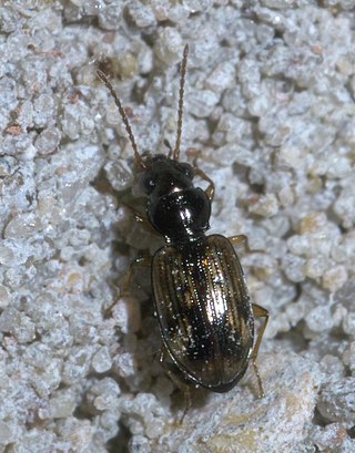 <i>Bembidion impotens</i> Species of beetle