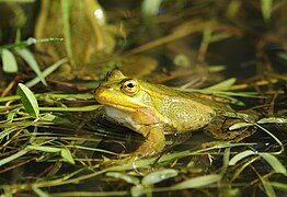 Une grenouille de Berger, en Sicile