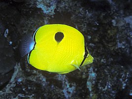Yellow teardrop butterflyfish (Chaetodon interruptus)