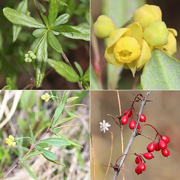 Berberis sieboldii