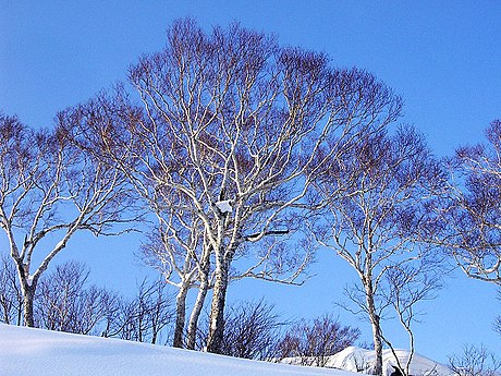 岳桦