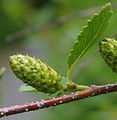 English: Betula glandulosa (syn. Betula middendorfii) at the ÖBG Bayreuth Deutsch: Betula glandulosa (syn. Betula middendorfii) im ÖBG Bayreuth