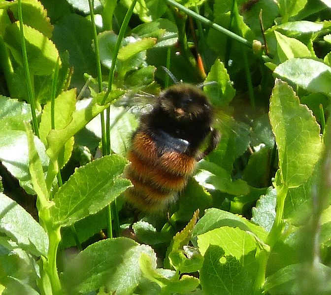 File:Bilberry Bumblebee. Bombus monticola Queen - Flickr - gailhampshire.jpg