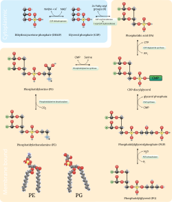 Biosynthesis of various phospholipids (including phosphatidylethanolamine) in bacteria Biosynthesis of phosphatidylglycerol, phosphatidylserine, and phosphatidylethanolamine.svg