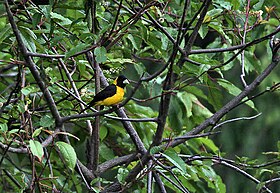 Black-&-Yellow Grosbeak (Male) I IMG 7362.jpg