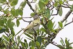 Thumbnail for File:Black-capped Vireo-Kerr WMA-TX - 2015-05-24at12-51-315 (21421359418).jpg