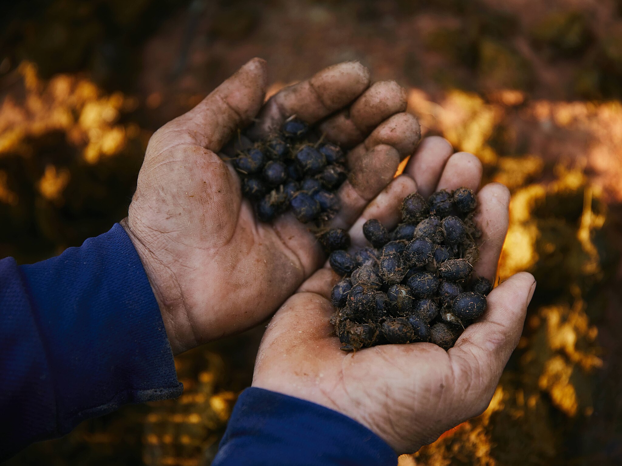 Black Ivory coffee beans