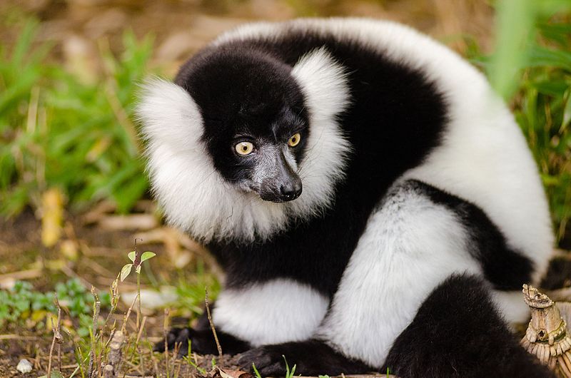 File:Black and white Ruffed Lemur (24423650854).jpg