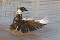 * Nomination Black and white domestic duck (Anas platyrhynchos) waving its wings in a pond at golden hour in Don Det, Si Phan Don, Laos. --Basile Morin 02:29, 4 July 2024 (UTC) * Promotion  Support Good quality. --Екатерина Борисова 02:41, 4 July 2024 (UTC)