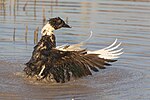 Thumbnail for File:Black and white domestic duck waving its wings in a pond at golden hour - Don Det Laos.jpg