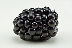 Blackberry (Rubus fruticosus).jpg
