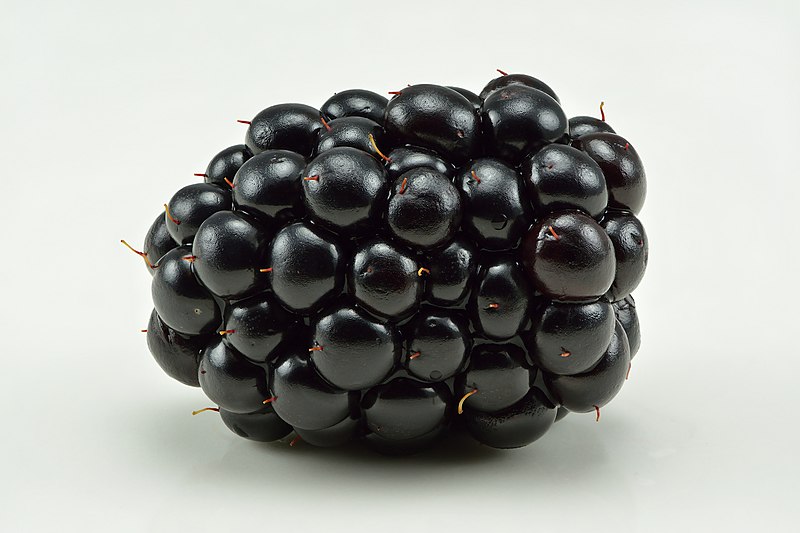 File:Blackberry (Rubus fruticosus).jpg
