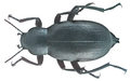 Blaps brachyura