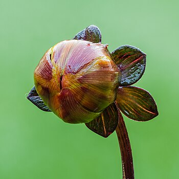 Morning dew-covered flower bud of a Dahlia 'Moonfire'