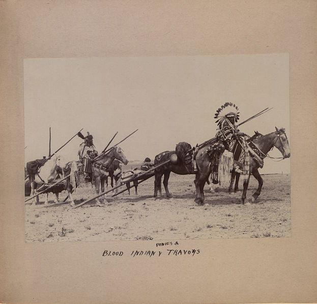 File:Blood Indian ponies and travois (HS85-10-22807).jpg