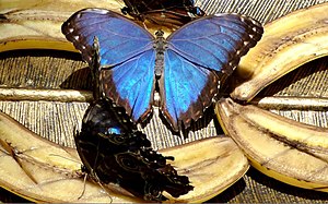 Blue Morpho Butterfly at University of Florida.jpg