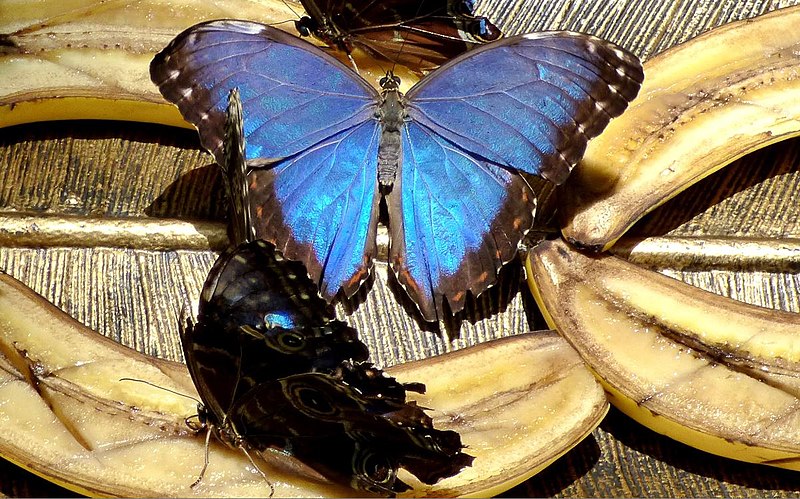 blue morpho butterfly life cycle