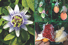 passiflora caerulea fruit
