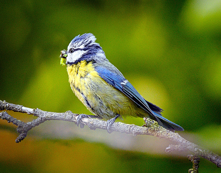 File:Blue tit parent (17924362162).jpg