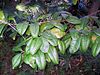 green leaves in shade