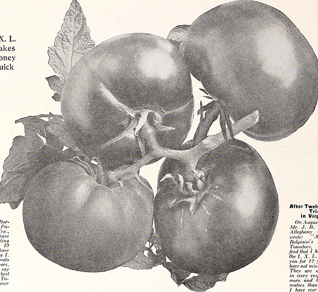 File:Bolgiano's 100 years "glory" tomato (1918) (19768622513).jpg