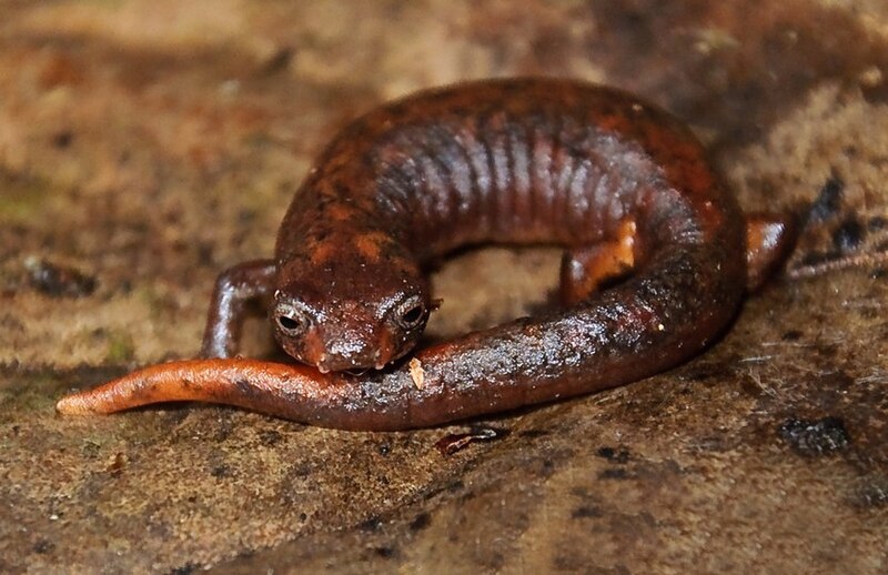 File:Bolitoglossa pandi02.jpeg